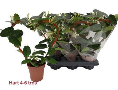 Горшечные цветы и растения оптом Steph Fl Ov 4-6++ Hartvorm Xl от 5шт из Голландии с доставкой по России