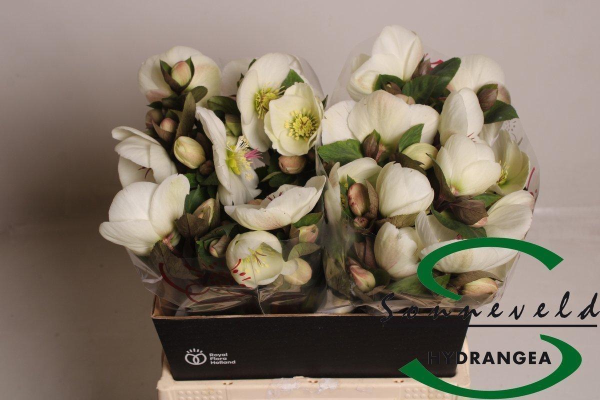 Срезанные цветы оптом Helleborus mara white от 20шт из Голландии с доставкой по России