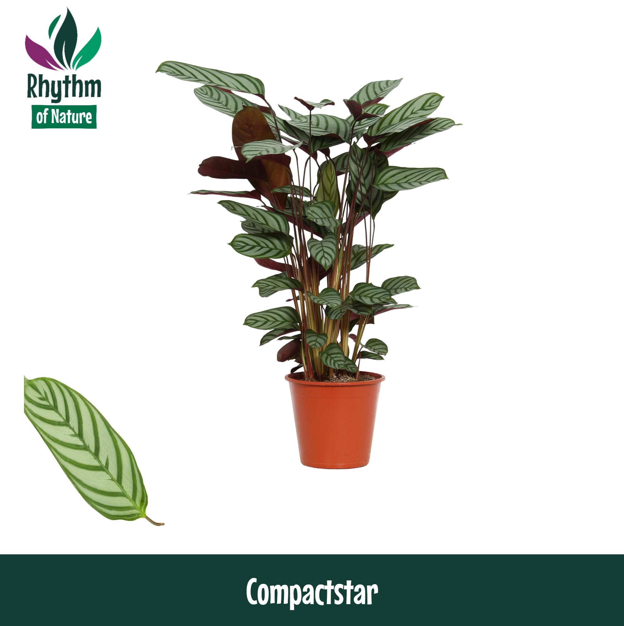Горшечные цветы и растения оптом Calathea Compactstar (rhythm Of Nature) от 6шт из Голландии с доставкой по России
