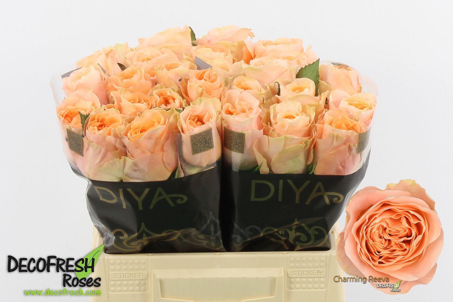 Срезанные цветы оптом Rosa large charming reeva от 30шт. из Голландии с доставкой по России