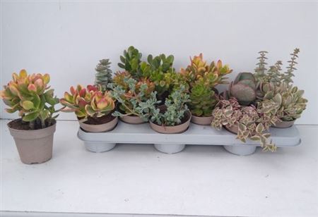 Горшечные цветы и растения оптом Crass Gem от 12шт из Голландии с доставкой по России