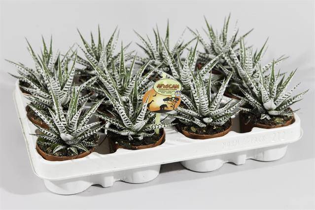 Горшечные цветы и растения оптом Haworthia Fasciata Alba от 12шт из Голландии с доставкой по России