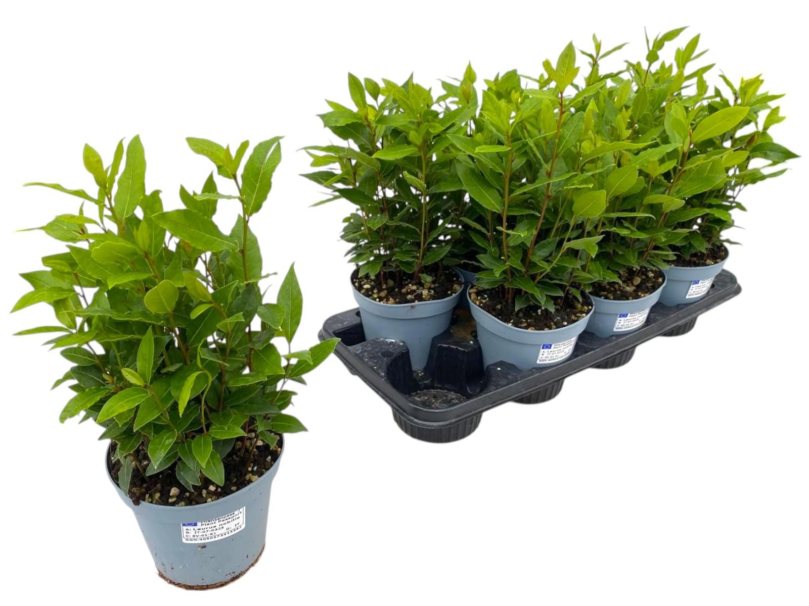 Горшечные цветы и растения оптом Laurus Nobilis от 8шт из Голландии с доставкой по России