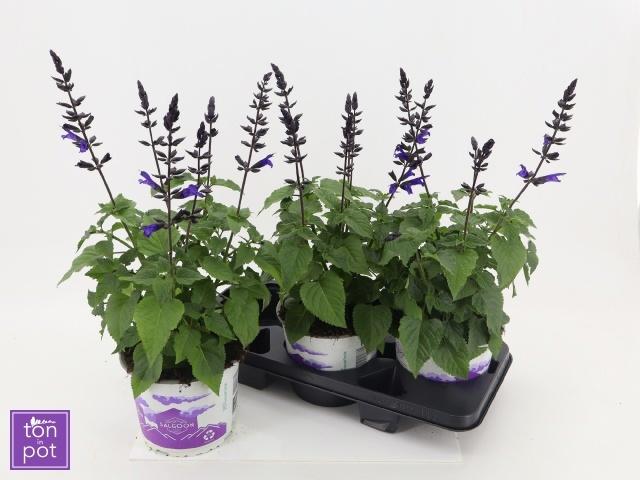 Горшечные цветы и растения оптом Salvia Lake Blueberr от 3шт из Голландии с доставкой по России