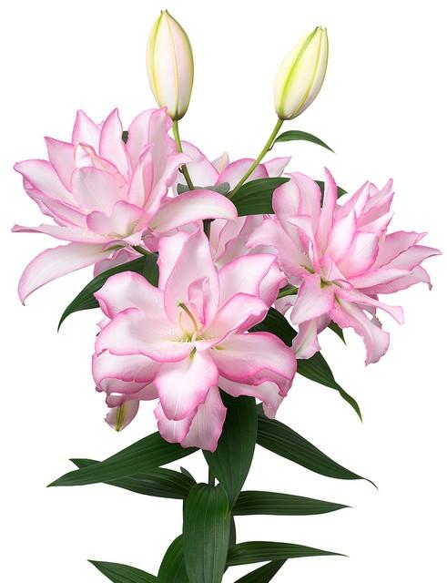 Срезанные цветы оптом Lilium or dbl roselily (our choice) white pink от 30шт из Голландии с доставкой по России