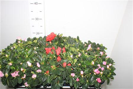 Горшечные цветы и растения оптом Rhodo Si Gem от 10шт из Голландии с доставкой по России