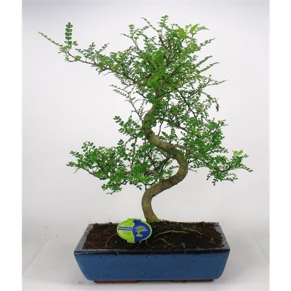 Горшечные цветы и растения оптом Bonsai Zanthoxylum Piperitum, 35cm., Shape, Withou от 1шт из Голландии с доставкой по России