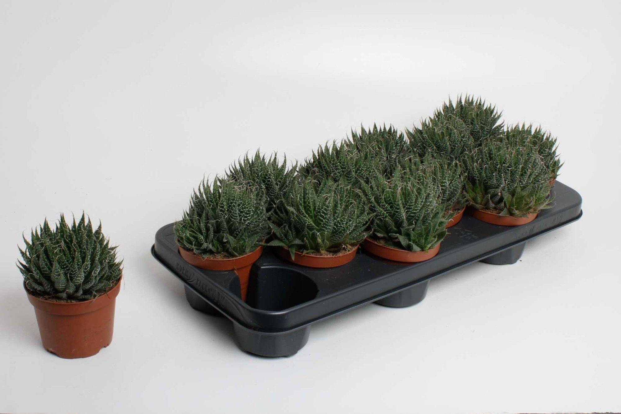 Горшечные цветы и растения оптом Aloe Aristata от 9шт из Голландии с доставкой по России