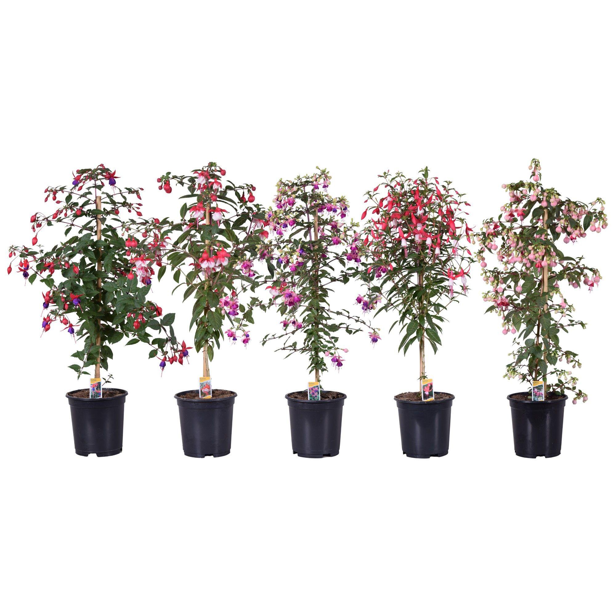 Горшечные цветы и растения оптом Fuchsia Mix On Stem от 5шт из Голландии с доставкой по России