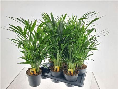 Горшечные цветы и растения оптом Dypsis Lutescens 30pp от 6шт из Голландии с доставкой по России