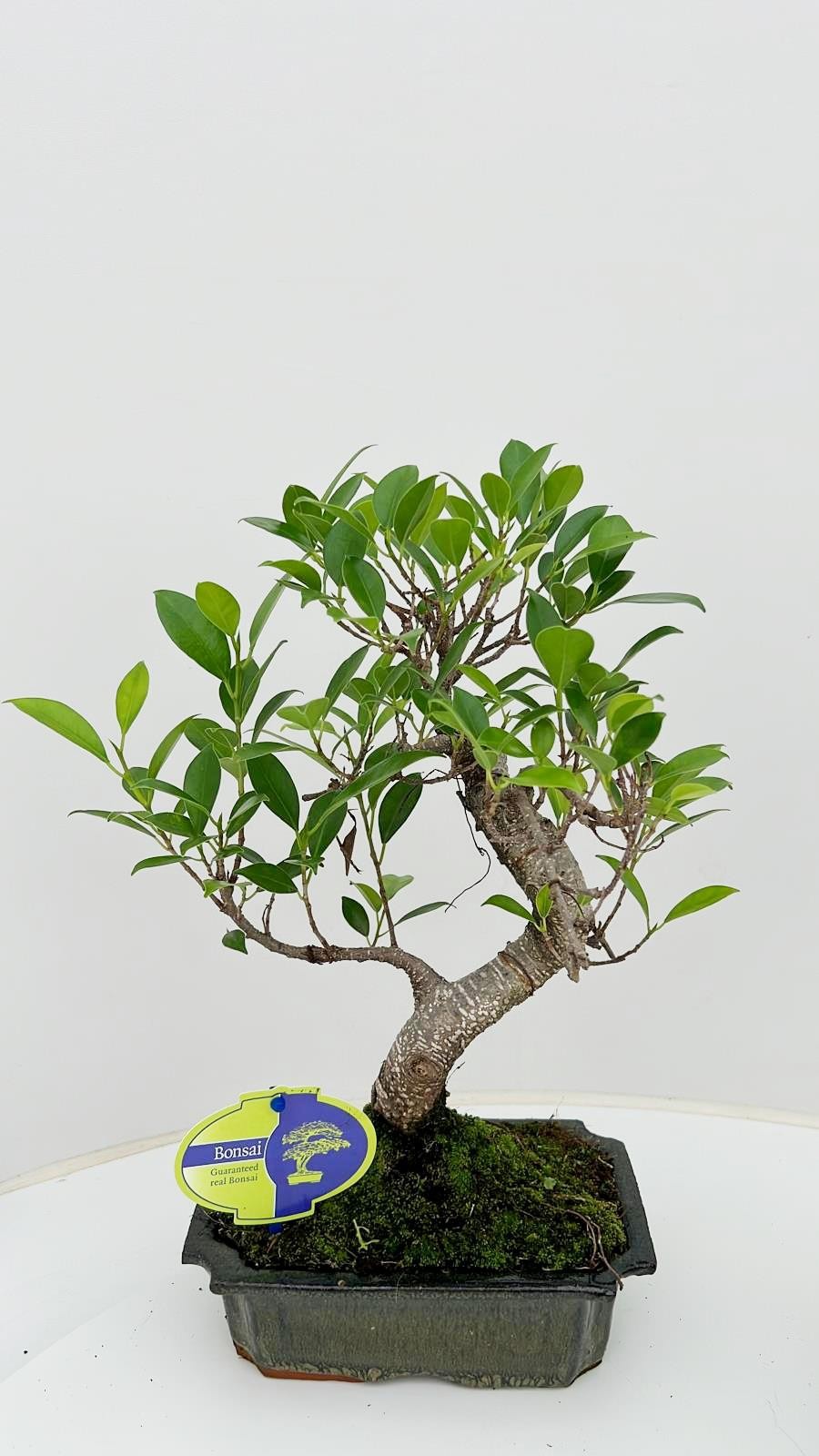 Горшечные цветы и растения оптом Bonsai Ficus Retusa, Without Drip от 6шт из Голландии с доставкой по России