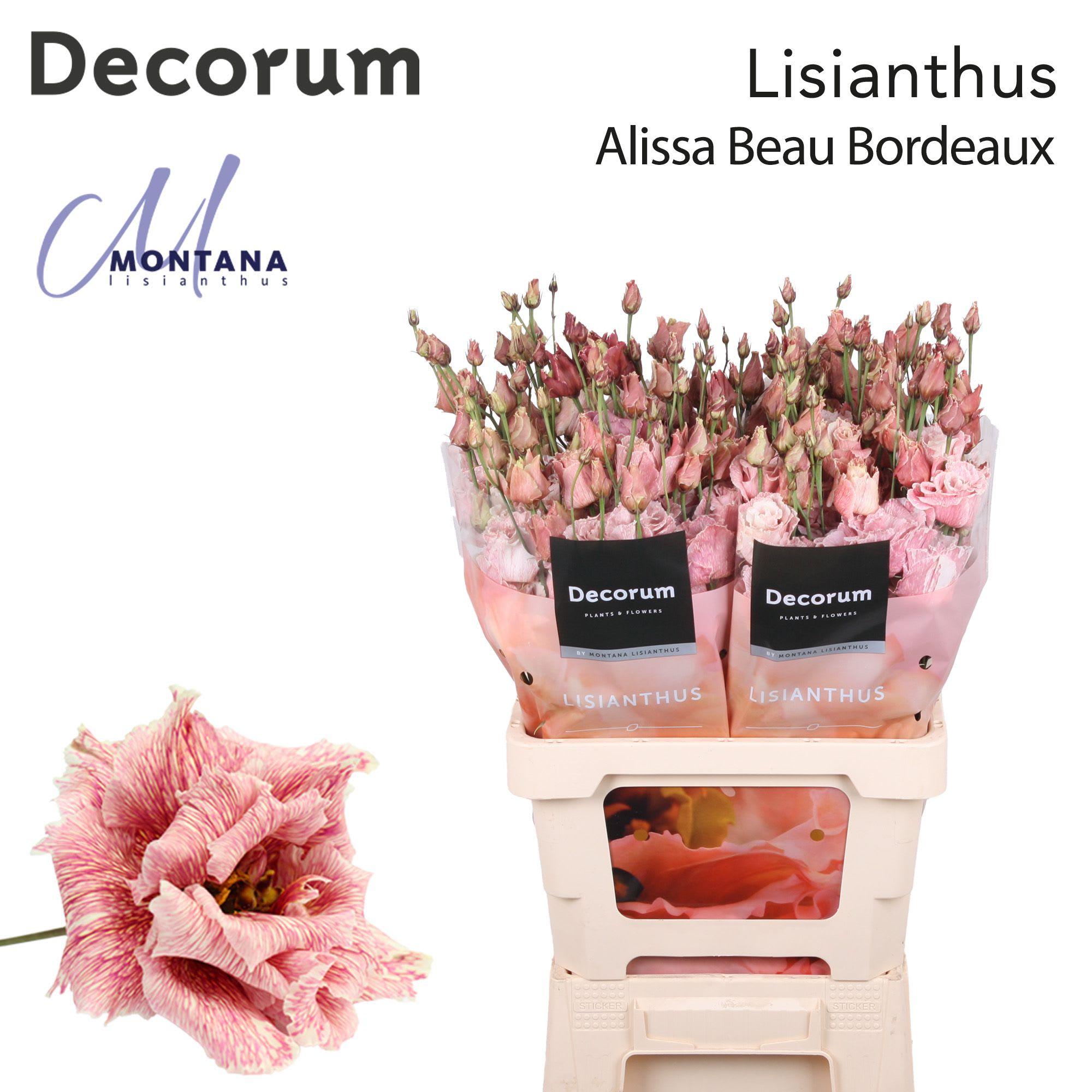 Срезанные цветы оптом Lisianthus do paint alissa beau bordeaux от 20шт из Голландии с доставкой по России