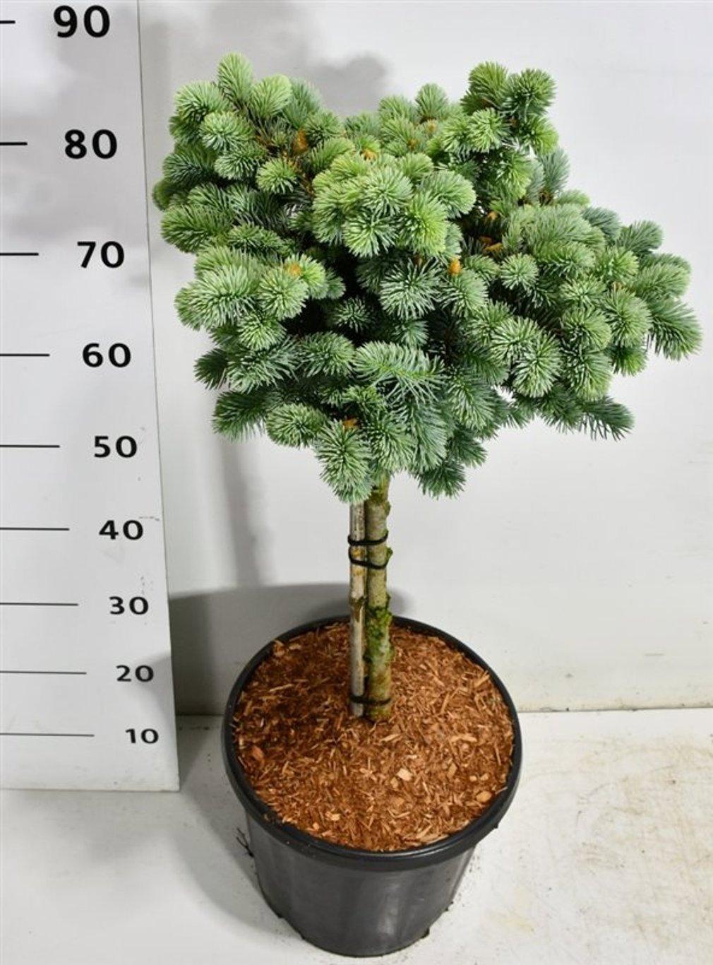 Горшечные цветы и растения оптом Picea Pung Glauca Globosa On Stem от 1шт из Голландии с доставкой по России