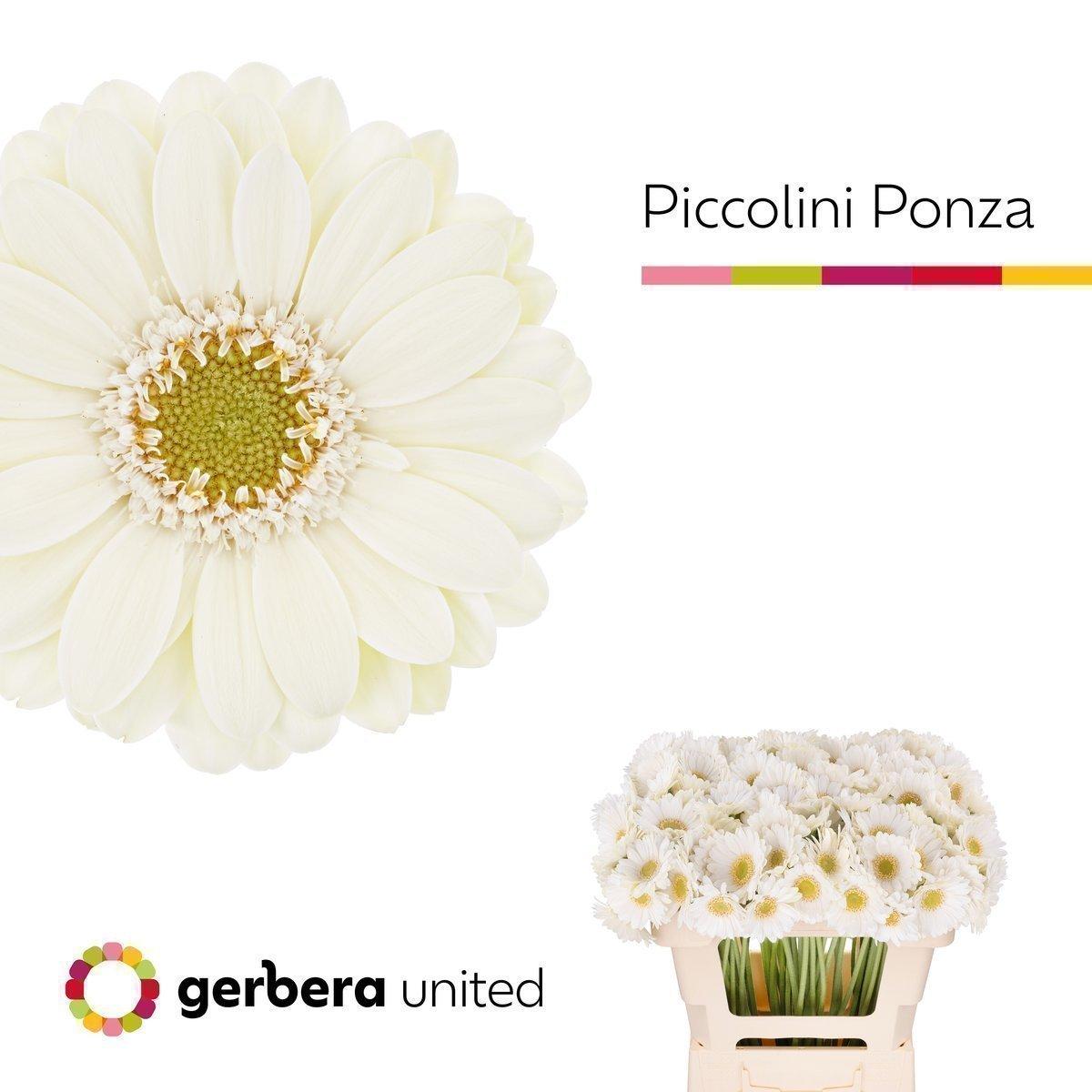 Срезанные цветы оптом Germini nano ponza от 120шт из Голландии с доставкой по России