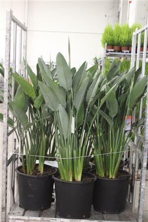 Горшечные цветы и растения оптом Strelitzia Regin Bl 6pp 3-4 Bloemen от 1шт из Голландии с доставкой по России Горшечные цветы и растения оптом Strelitzia Regin Bl 6pp 3-4 Bloemen от 1шт из Голландии с доставкой по России
