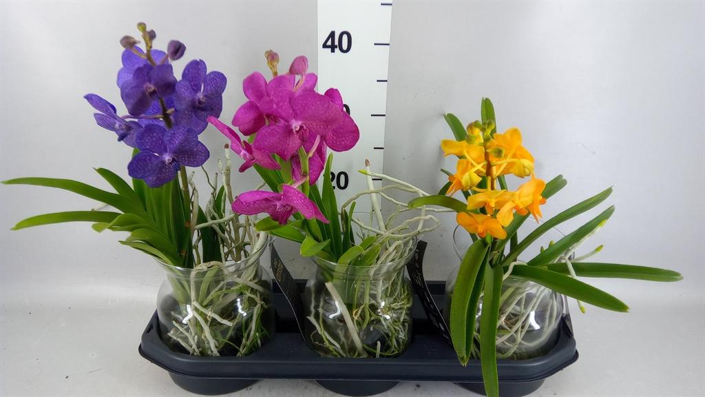 Горшечные цветы и растения оптом Vanda Hybrids от 3шт из Голландии с доставкой по России