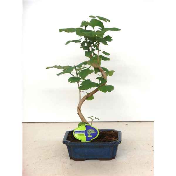 Горшечные цветы и растения оптом Bonsai Ginkgo Biloba Shape от 5шт из Голландии с доставкой по России