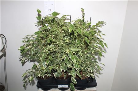 Горшечные цветы и растения оптом Fic Be Twilight от 6шт из Голландии с доставкой по России