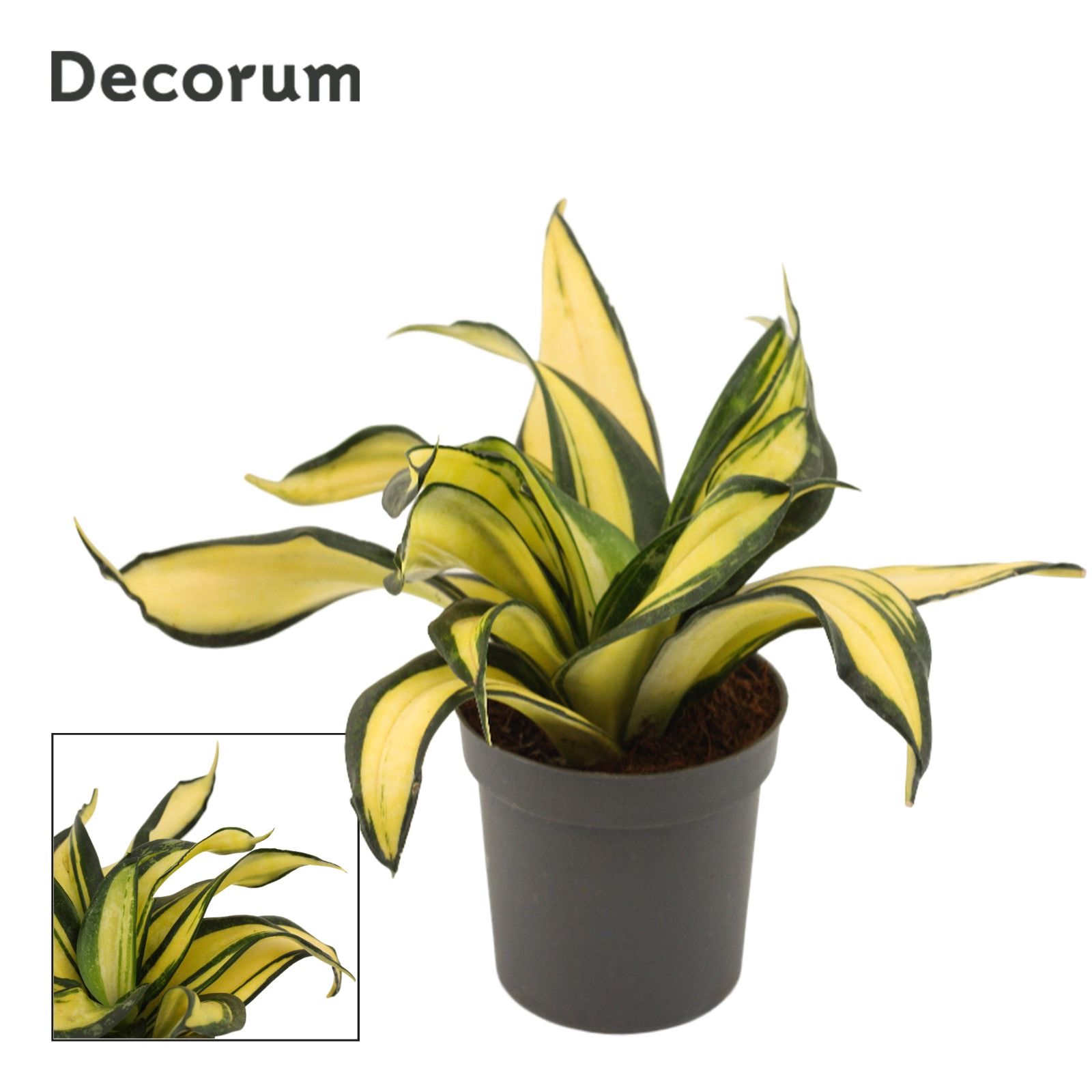 Горшечные цветы и растения оптом Sansevieria Hahnii 9 Cm Galaxy Star (decorum) от 18шт (для телеги) из Голландии с доставкой по России