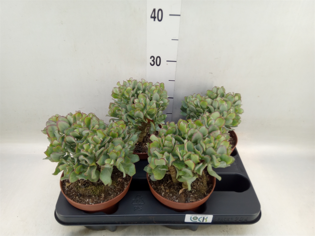 Горшечные цветы и растения оптом Crassula Arborescens Subsp. Undilat от 4шт из Голландии с доставкой по России