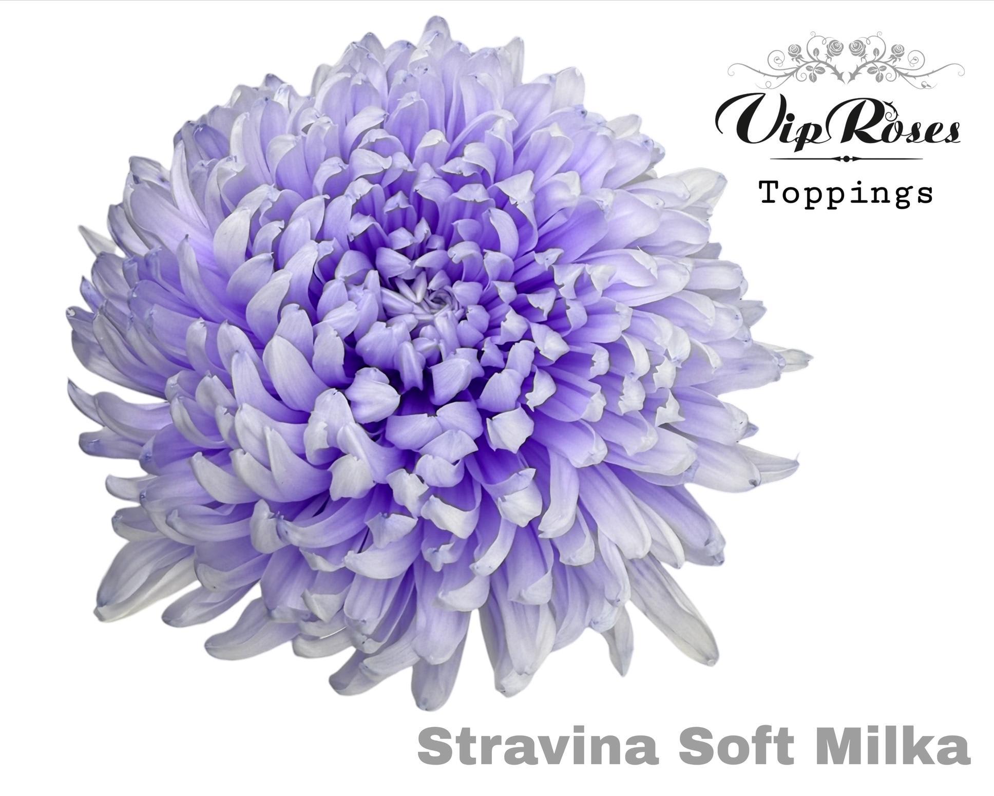 Срезанные цветы оптом Chrys bl paint stravina soft milka от 20шт из Голландии с доставкой по России