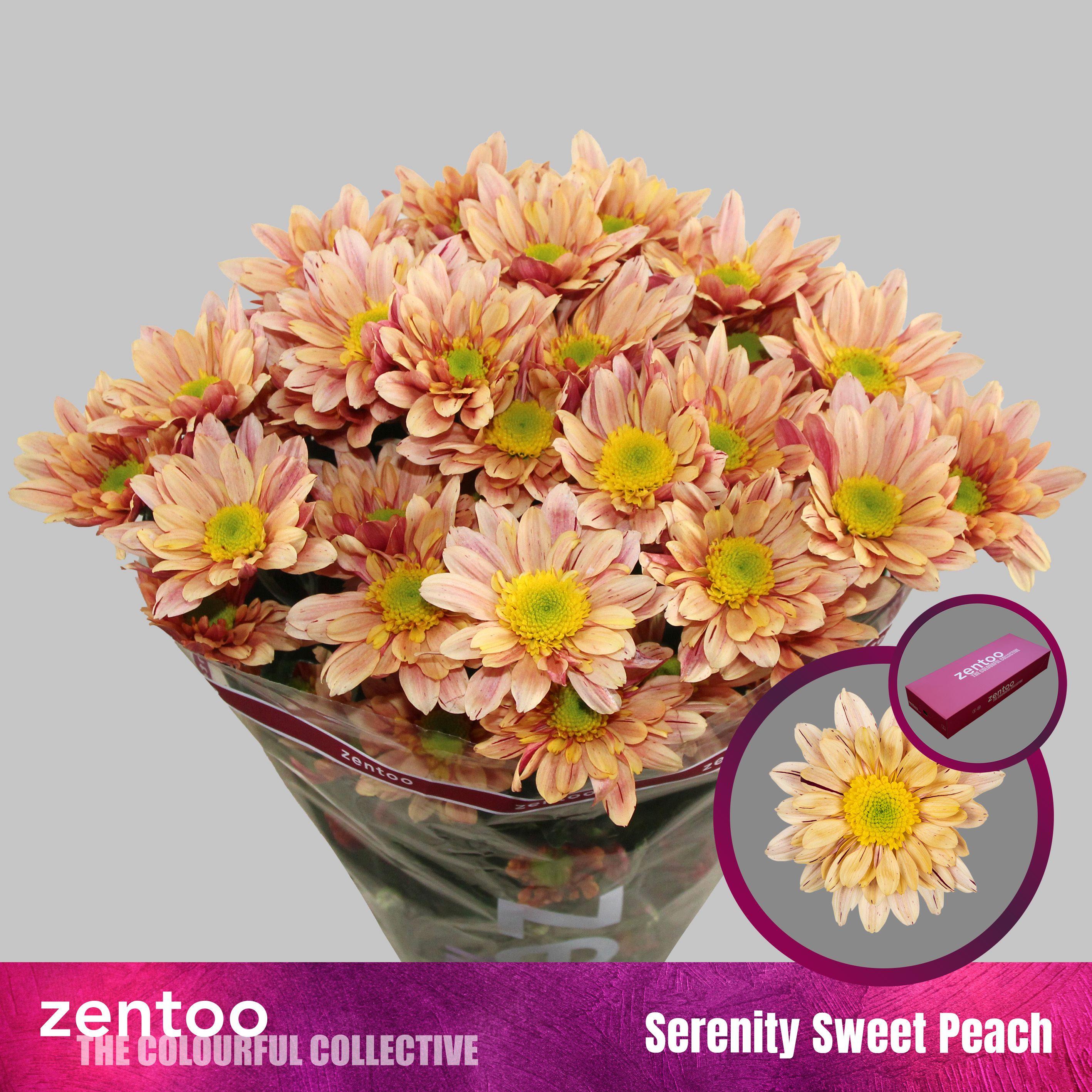 Срезанные цветы оптом Chrys sp seenity sweet peach от 80шт из Голландии с доставкой по России