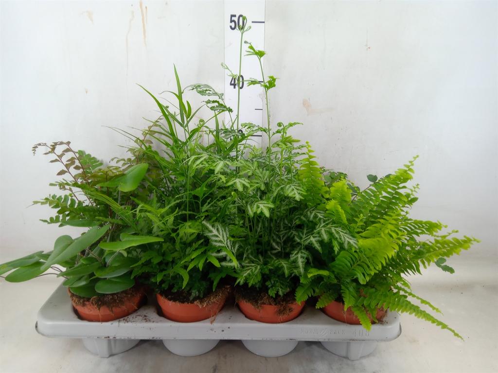 Горшечные цветы и растения оптом Fern Mix от 8шт из Голландии с доставкой по России