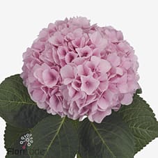 Срезанные цветы оптом Hydrangea mag pink floyd от 10шт из Голландии с доставкой по России