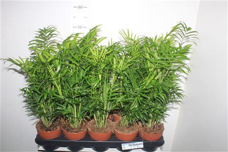 Горшечные цветы и растения оптом Chamaed Elegans 15pp от 10шт из Голландии с доставкой по России