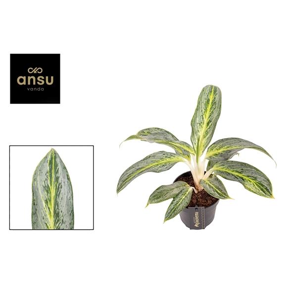 Горшечные цветы и растения оптом Aglaonema Emerald Stone от 6шт из Голландии с доставкой по России