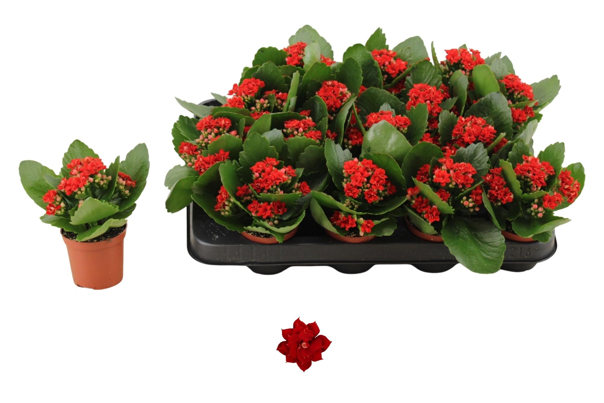 Горшечные цветы и растения оптом Kal Ge Don Justino от 16шт (для телеги) из Голландии с доставкой по России