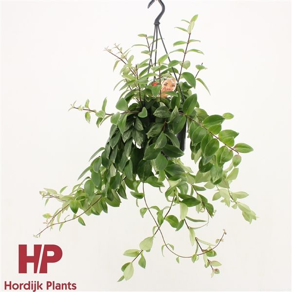 Горшечные цветы и растения оптом Aeschynanthus Lobbianus Variegatus Hanging Pot от 7шт из Голландии с доставкой по России