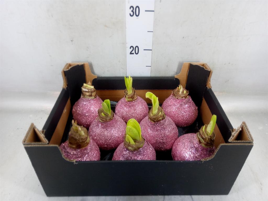 Горшечные цветы и растения оптом Hippeastrum   ...waxed H% от 8шт из Голландии с доставкой по России