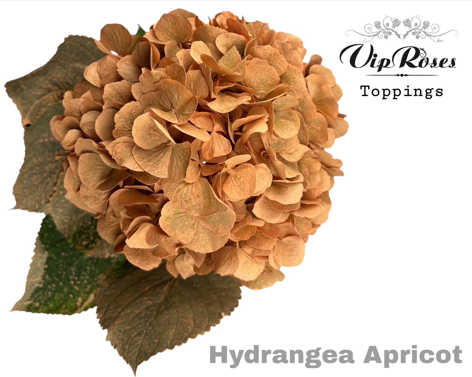 Срезанные цветы оптом Hydrangea paint apricot от 10шт из Голландии с доставкой по России