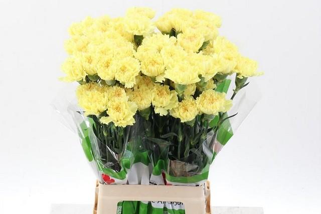 Срезанные цветы оптом Dianthus st yellow от 80шт из Голландии с доставкой по России