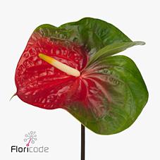 Срезанные цветы оптом Anthurium amigo improve от 10шт из Голландии с доставкой по России