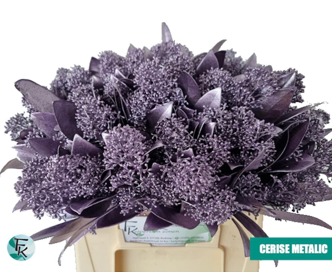 Срезанные цветы оптом Skimmia paint metallic cerise от 10шт из Голландии с доставкой по России