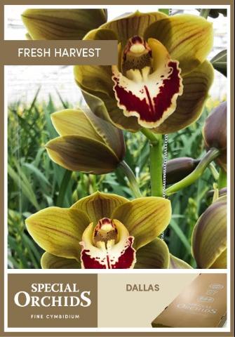 Срезанные цветы оптом Cymbidium green dallas от 9шт из Голландии с доставкой по России