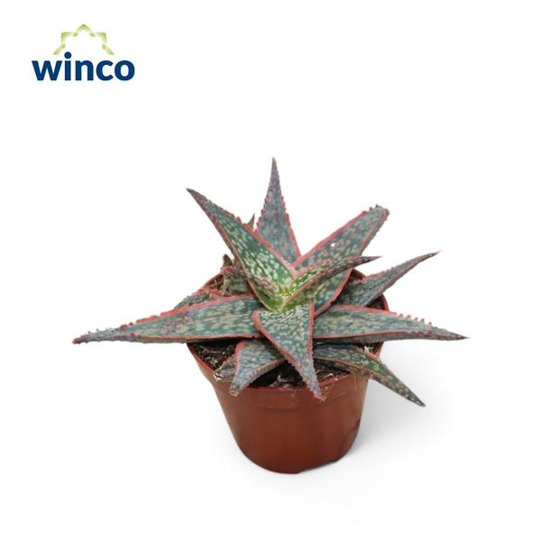 Горшечные цветы и растения оптом Aloe Dannyz от 16шт (для телеги) из Голландии с доставкой по России