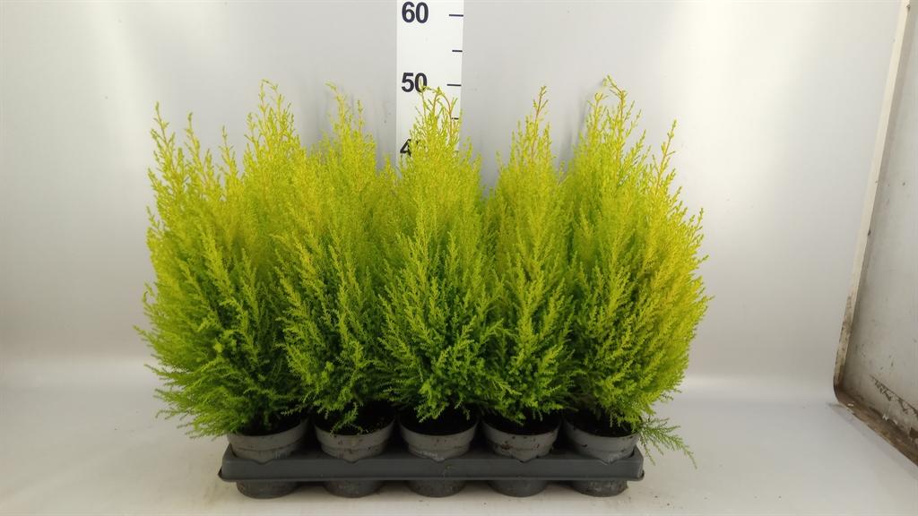Горшечные цветы и растения оптом Cupressus Macro. goldcrest Wilma от 15шт из Голландии с доставкой по России