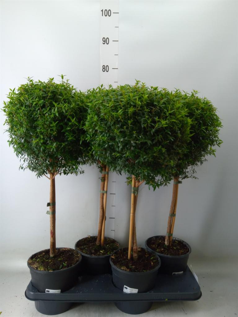 Горшечные цветы и растения оптом Myrtus Communis от 4шт из Голландии с доставкой по России