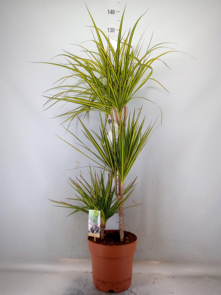 Горшечные цветы и растения оптом Drac Sunray 60-30-15 от 1шт из Голландии с доставкой по России