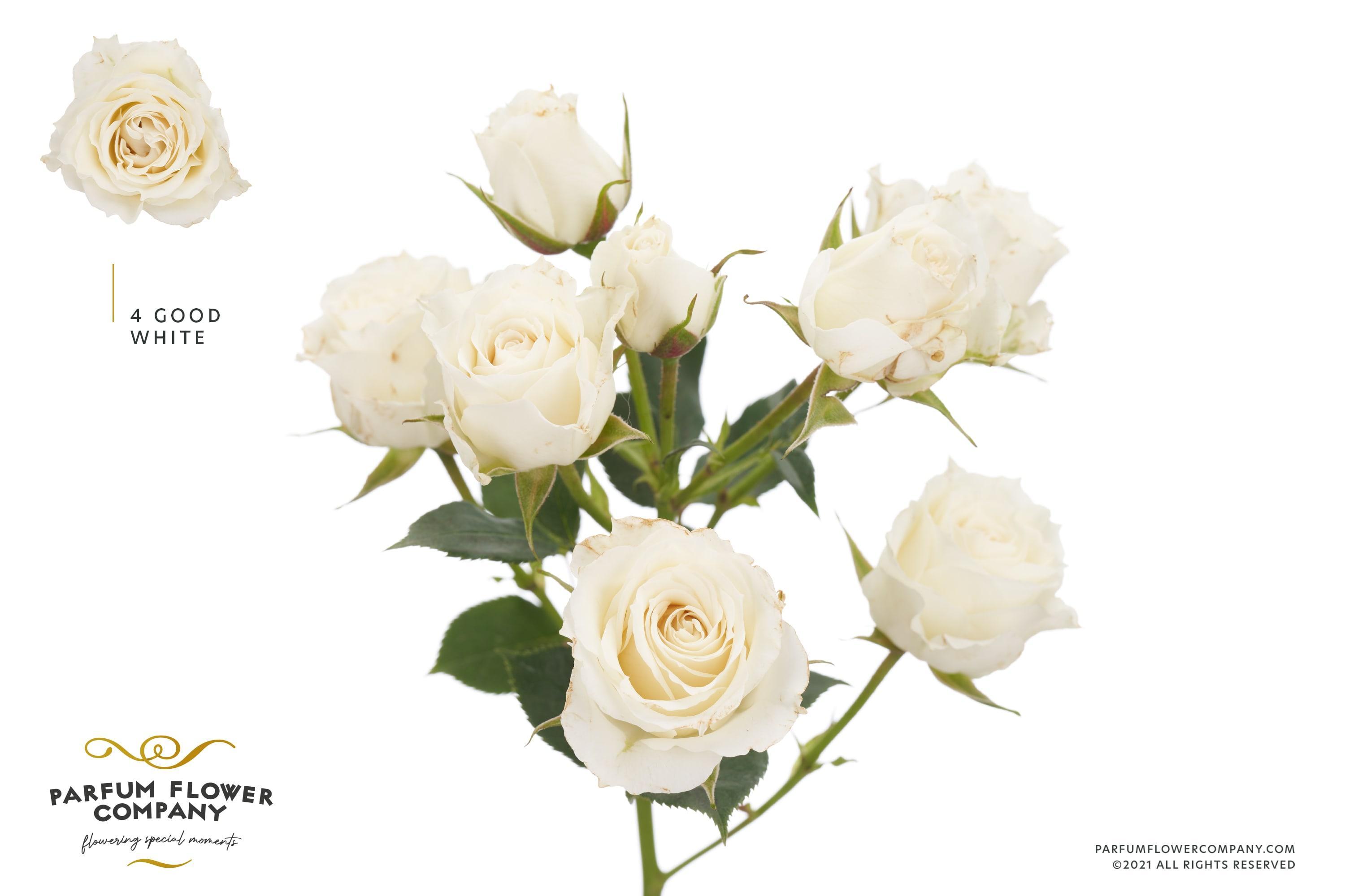 Срезанные цветы оптом Rosa spray 4 good white+ от 24шт из Голландии с доставкой по России