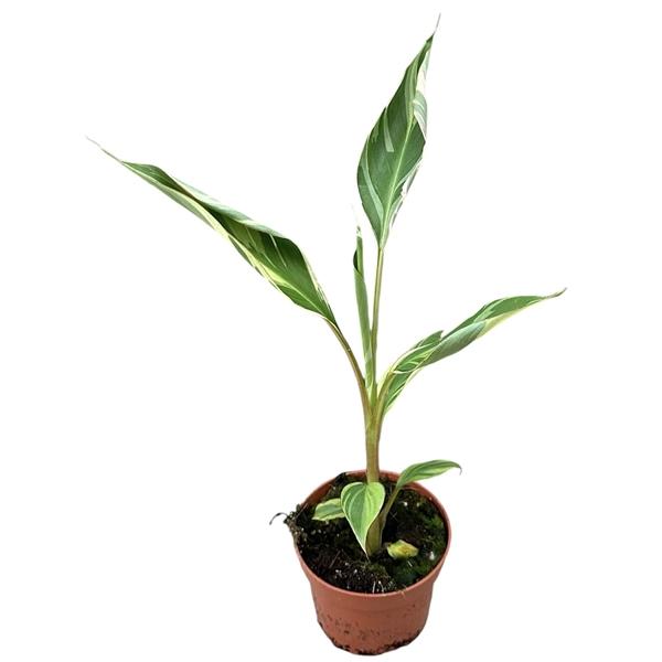 Горшечные цветы и растения оптом Musa Nono от 1шт из Голландии с доставкой по России