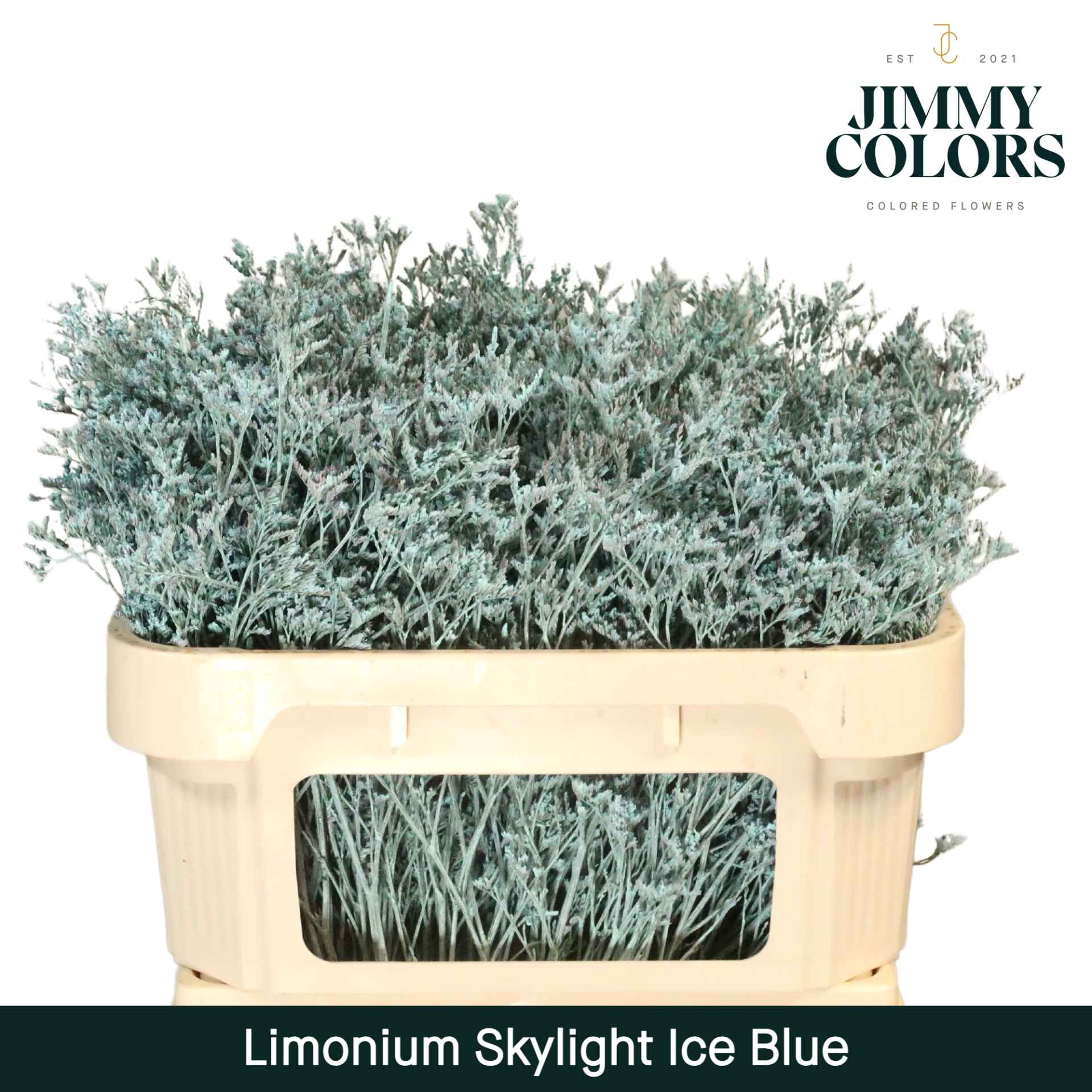 Срезанные цветы оптом Limonium paint ice blue от 75шт из Голландии с доставкой по России