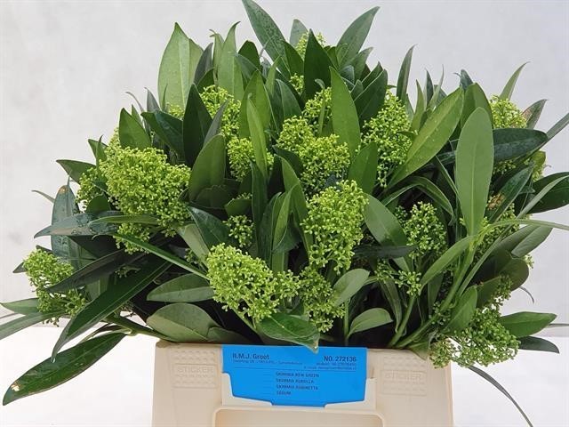 Срезанные цветы оптом Skimmia kew green per bunch от 5шт из Голландии с доставкой по России