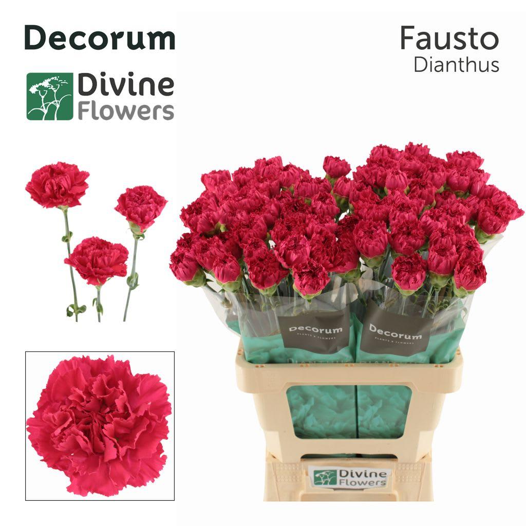Срезанные цветы оптом Dianthus st fausto от 80шт из Голландии с доставкой по России