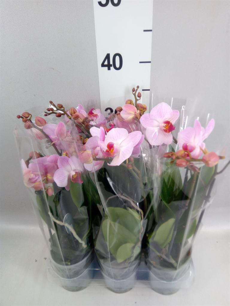 Горшечные цветы и растения оптом Phalaenopsis Multi. ant Antwerp от 6шт (для телеги) из Голландии с доставкой по России