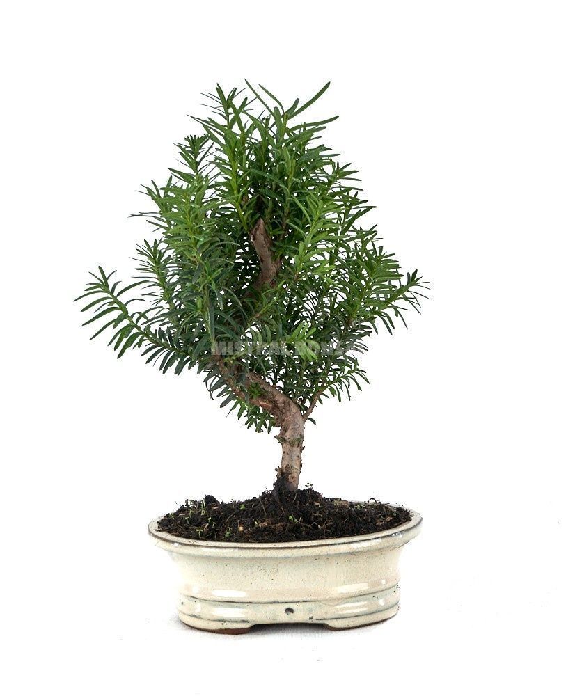 Горшечные цветы и растения оптом Taxus Mixk от 5шт из Голландии с доставкой по России