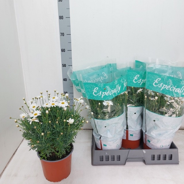 Горшечные цветы и растения оптом Arg Ov от 5шт из Голландии с доставкой по России